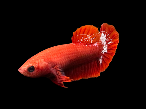 Hellgirl HMPK Female Betta | F2321