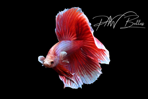 Salamander Halfmoon Male Betta | M5101