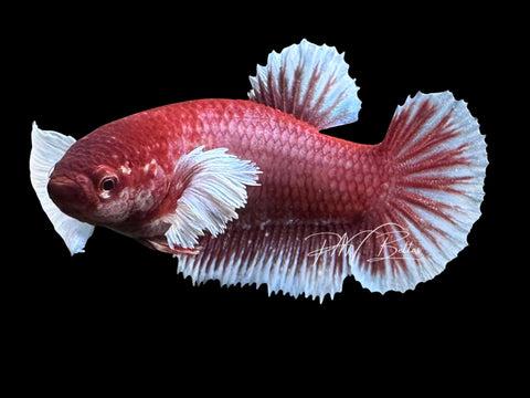 Dumbo Halfmoon Female Betta | Live Sale F3