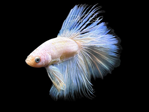 Pastel Halfmoon Male Betta | M2310