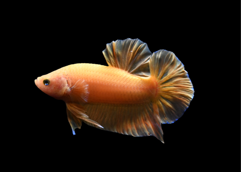 Super Yellow HMPK Male Betta | 5202