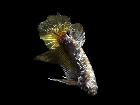 Yellow Samurai Plakat Male Betta | M2796