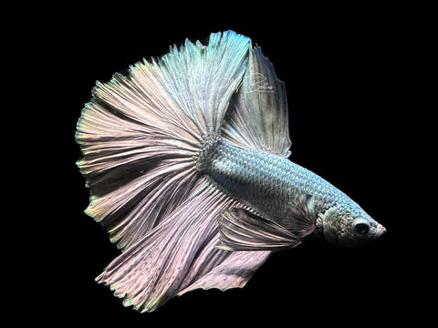 Copper HM Male Betta | M2605