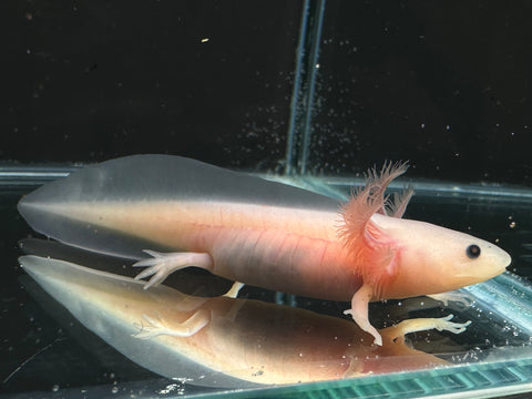 Juvenile Leucistic (Lucy) Axolotl | A0028
