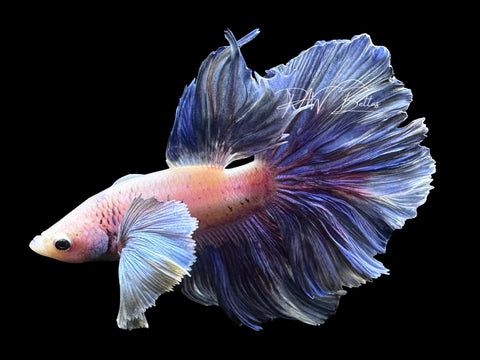 Pastel Dumbo Halfmoon Male Betta | M2788