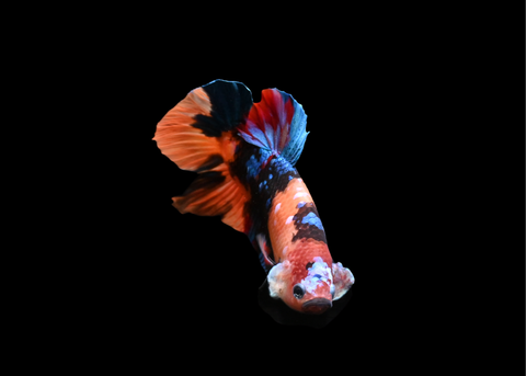 Koi HMPK Male Betta | 5220