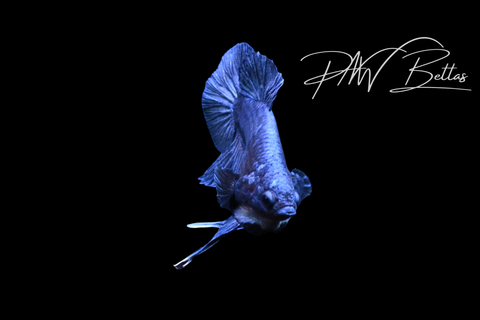 Royal Blue HMPK Male Betta | M5126