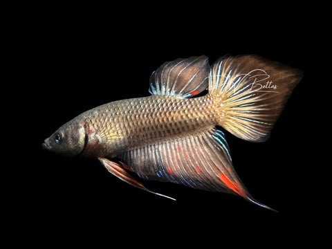 Wild Hybrid Plakat Male Betta | M2823