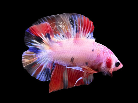 Fancy Marble DTPK Male Betta | M2806