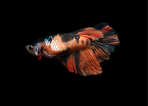Galaxy Koi Female Halfmoon Betta | 5203