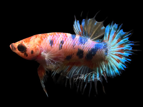 Candy Crowntail Plakat Male Betta | M1788