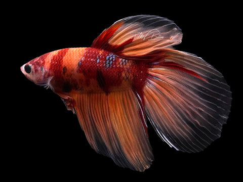 Nemo VT Male Betta | M2586