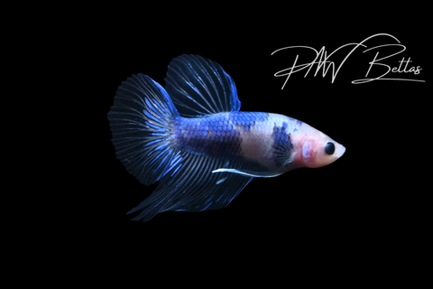 Marble Veiltail Male Betta | M5127