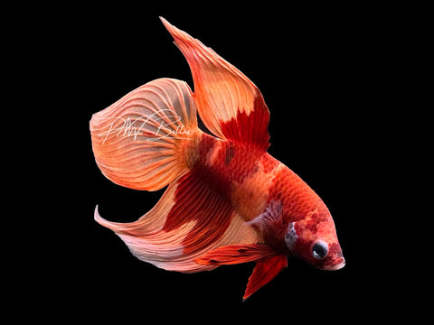 Nemo Veiltail Male Betta | Live Sale M2