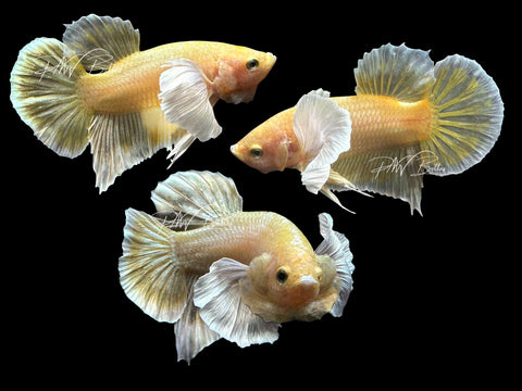 Gold Dumbo HMPK Male Betta