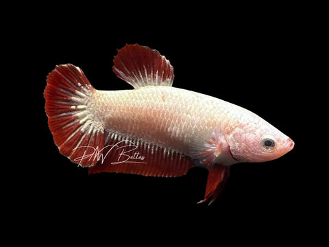Red Dragon HMPK Female Betta | F2326