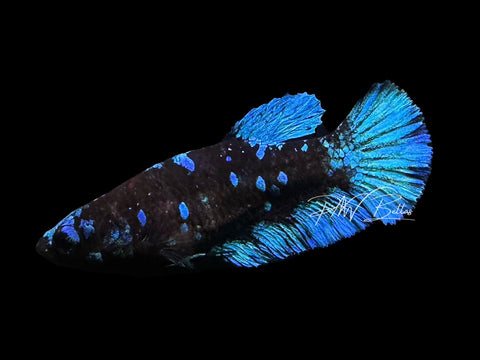 Avatar HMPK Female Betta | F2306