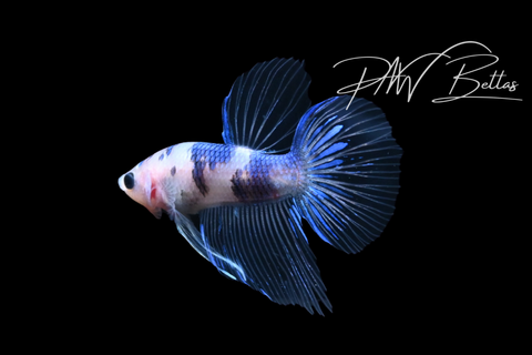 Marble Veiltail Male Betta | M5127