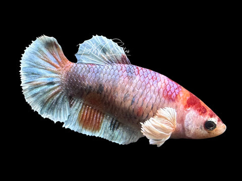 Dumbo Candy Halfmoon Betta | Live Sale F1
