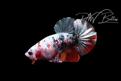 Red Copper Male HMPK Betta | M5128