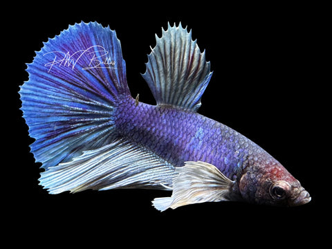 Dumbo Halfmoon Female Betta | F1731