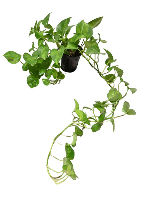 Global Green Pothos 4”