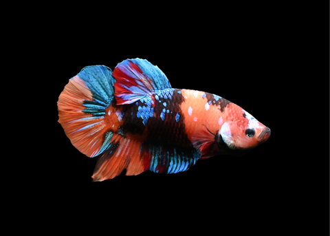 Koi HMPK Male Betta | 5220
