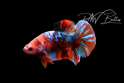 Koi HMPK Male Betta | M5129