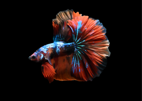 Koi Halfmoon Male Betta | 5217