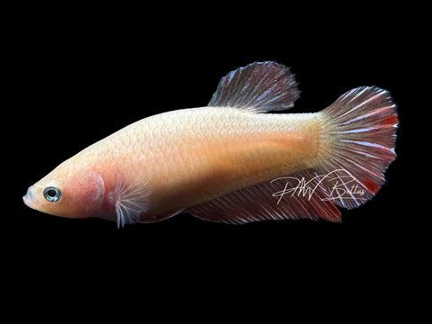 Orange Armageddon HMPK Female Betta | F4014