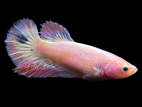 Pastel Halfmoon Female Betta | Live Sale F4
