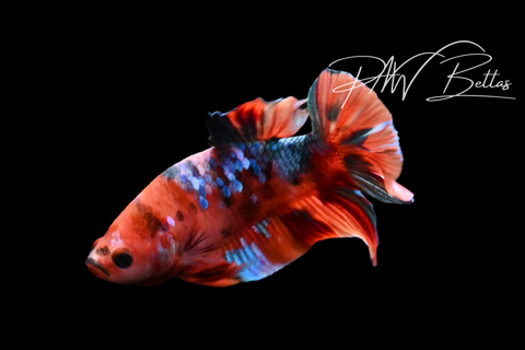 Koi HMPK Male Betta | M5129