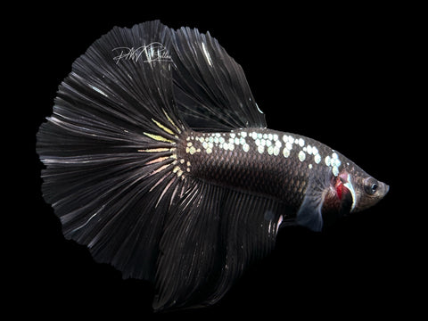 Black Mamba HM Male Betta | M2608
