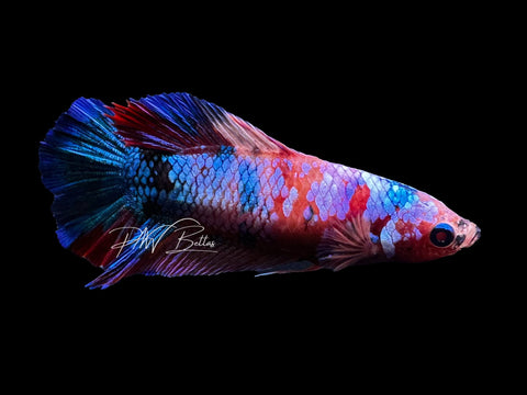 Candy DTPK Female Betta | LF2