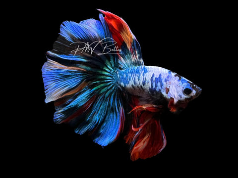 Blue Marble Halfmoon Male Betta | M2303