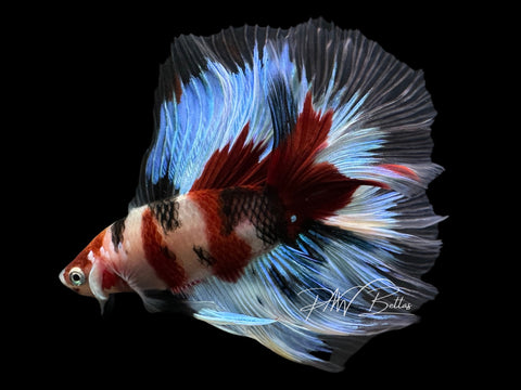 Koi DTHM Male Betta | M2569