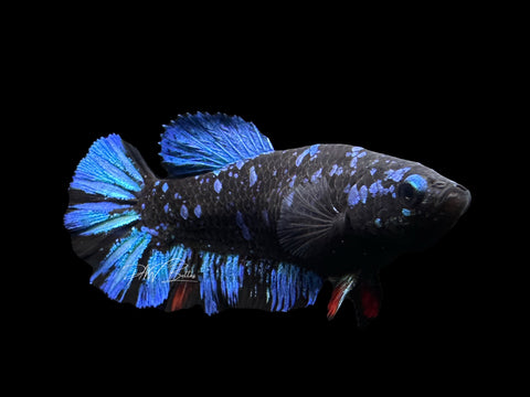 Avatar HMPK Female Betta | F1677