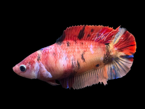 Nemo DTHM Female Betta | F4010