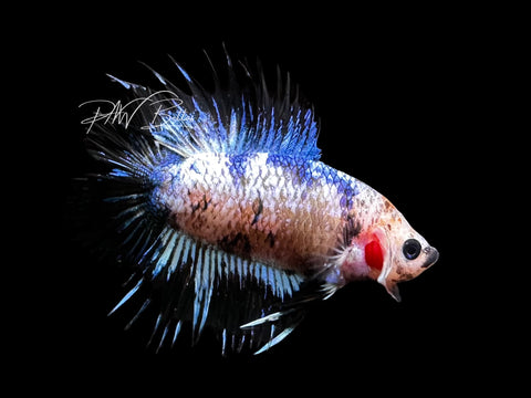 Blue Marble DTCTPK Male Betta | M2855