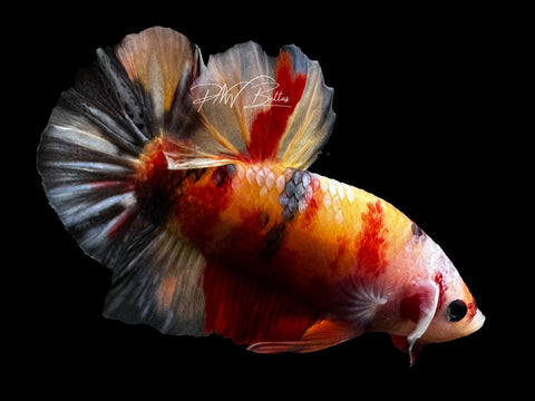 LIVE | Nemo Copper HMPK Male | M4