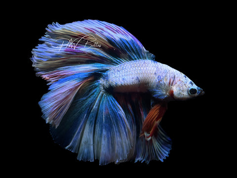 Blue Marble HM Male Betta | M2623