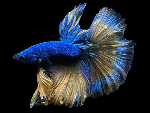 Mustard HM Male Betta | M2631