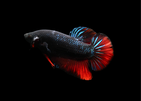 Avatar HMPK Male Betta | 5213
