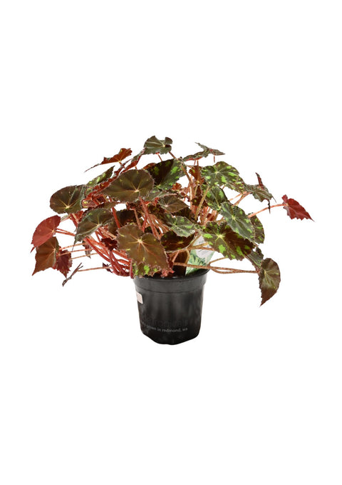 Rhizome Begonia 4”