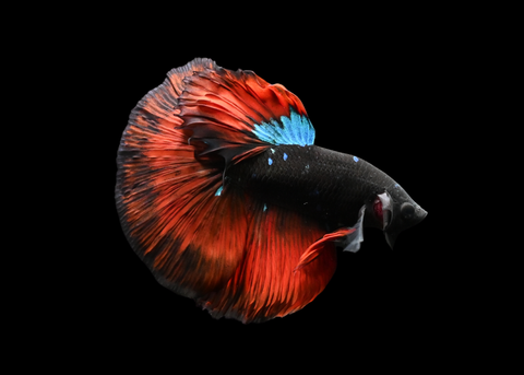 Vampire Halfmoon Male Betta | 5186