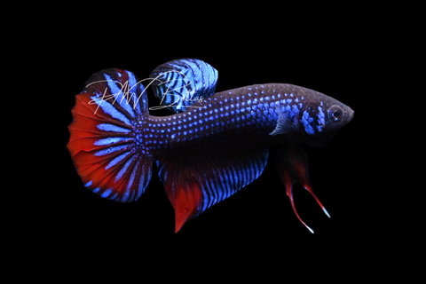 Blue Imbellis Betta | Wild Bettas