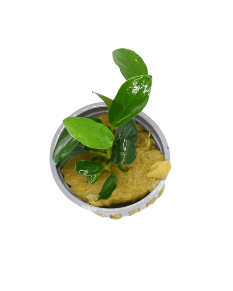 Anubias Nana |  Anubias barteri var. nana