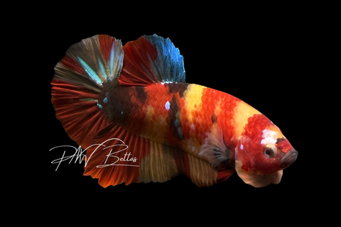 Candy Nemo HMPK Male Betta | M4042