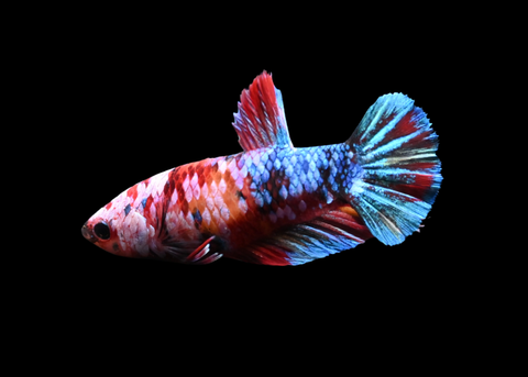 Candy Galaxy HMPK Female Betta | 5269