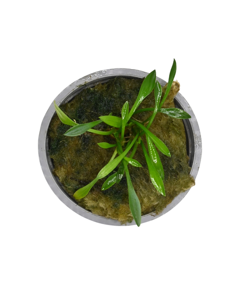 Cryptocoryne Parva
